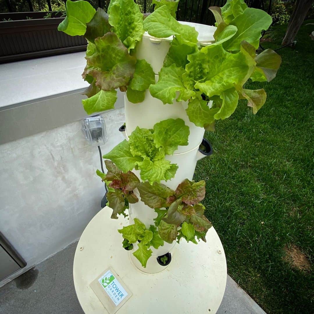 ジェニー・ガースさんのインスタグラム写真 - (ジェニー・ガースInstagram)「My little lettuce babies are all grown up🥬  When i was a little girl growing up on a farm in Illinois we had an amazing garden. I remember helping my mom... planting, weeding and harvesting. She loved gardening and still does what she can. She grows gorgeous roses!  I use a hydroponic system (just uses water no dirt to grow) and i love the results. No pesticides and no bugs!  It makes me proud to grow food for my family and it just tastes so good!  I think i have a #greenthumb  of my own thanks to what my parents taught me. #passitdown #parenting #garden #hobby #hydroponics #vegetables」4月15日 4時20分 - jenniegarth