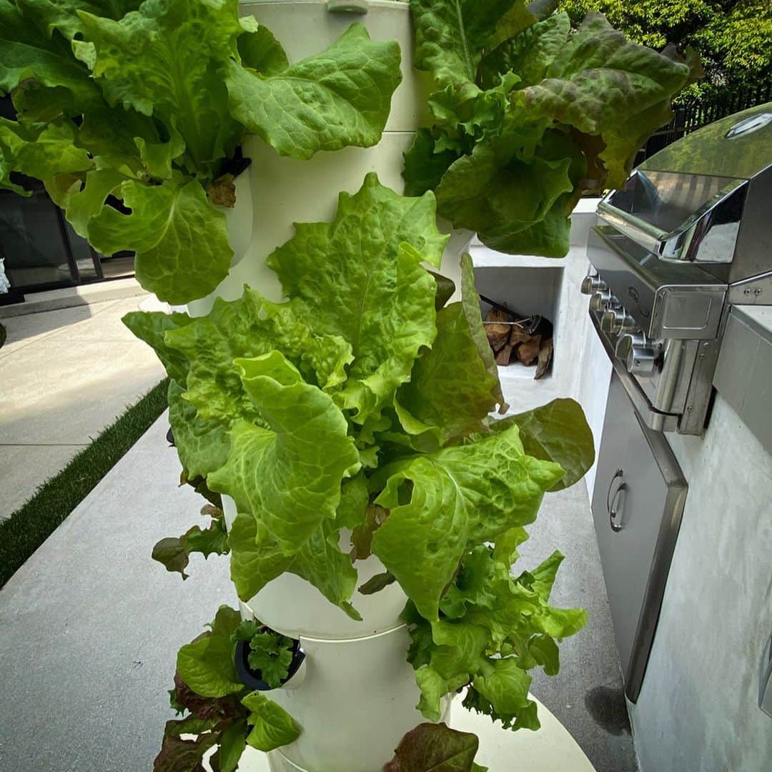 ジェニー・ガースさんのインスタグラム写真 - (ジェニー・ガースInstagram)「My little lettuce babies are all grown up🥬  When i was a little girl growing up on a farm in Illinois we had an amazing garden. I remember helping my mom... planting, weeding and harvesting. She loved gardening and still does what she can. She grows gorgeous roses!  I use a hydroponic system (just uses water no dirt to grow) and i love the results. No pesticides and no bugs!  It makes me proud to grow food for my family and it just tastes so good!  I think i have a #greenthumb  of my own thanks to what my parents taught me. #passitdown #parenting #garden #hobby #hydroponics #vegetables」4月15日 4時20分 - jenniegarth