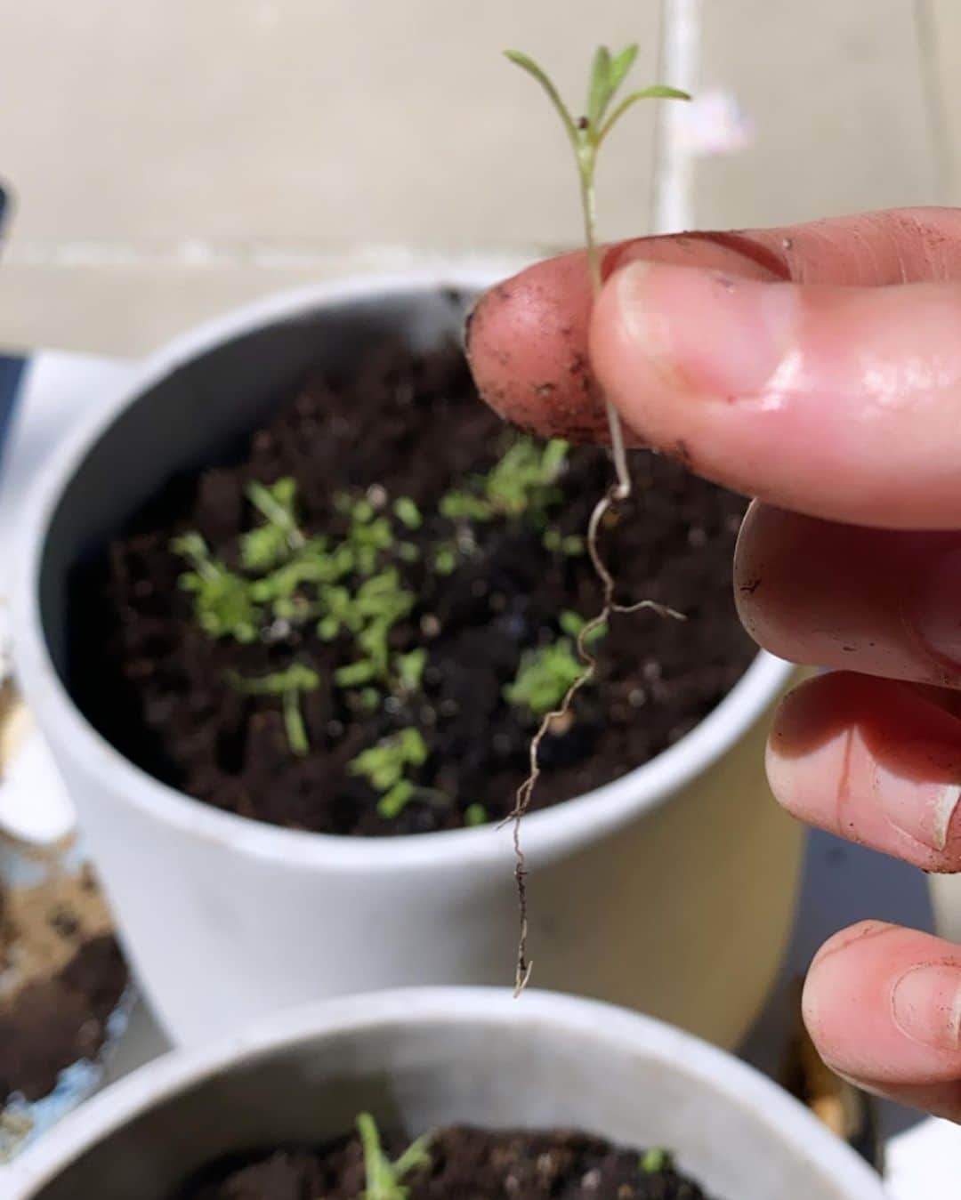 Halseyさんのインスタグラム写真 - (HalseyInstagram)「i’ve posted way too many pictures of my face lately. today was potting day for some of my seedlings. a few babies didn’t make it, but most of them did very, very well 🌱」4月15日 5時06分 - iamhalsey