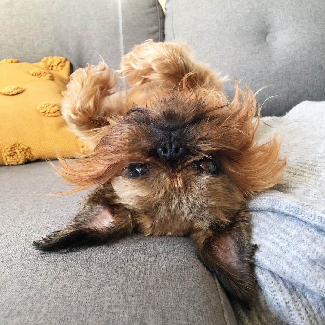 Digby & Aloのインスタグラム：「Day 23 of isolation: 46 walks in and I’ve forgotten which way is up.」