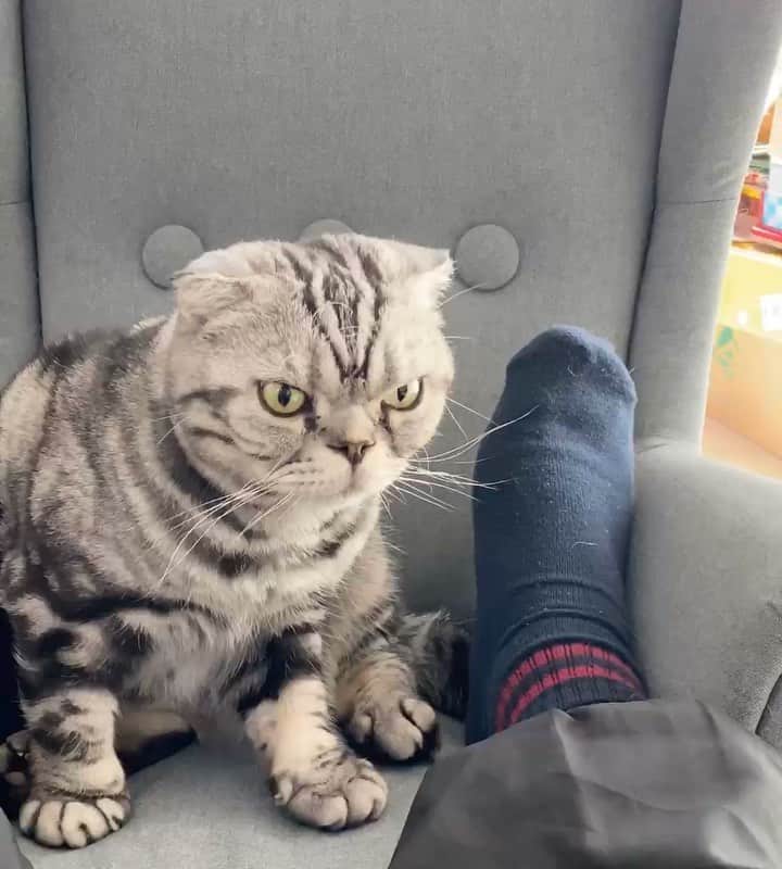 Shishi-maruのインスタグラム：「🐱うちの召喚獣。 🐱My guardian  ーーーーーーーーーーーーー 🌺「渋ネコ ししまるさん」ねこのきもちWEB MAGAZINE にて毎週金曜日エッセイの連載中 ーーーーーーーーーーー 📕「ぷっちねこ。」「3匹のちいさな猫を召喚できたなら」「ちいさな猫を召喚できたなら」徳間書店より単行本発売中 ーーーーーーーーーーー ⭐︎ししまる→@emonemon 🌺Twitter →@taco_emonemon ーーーーーーーーーーー」