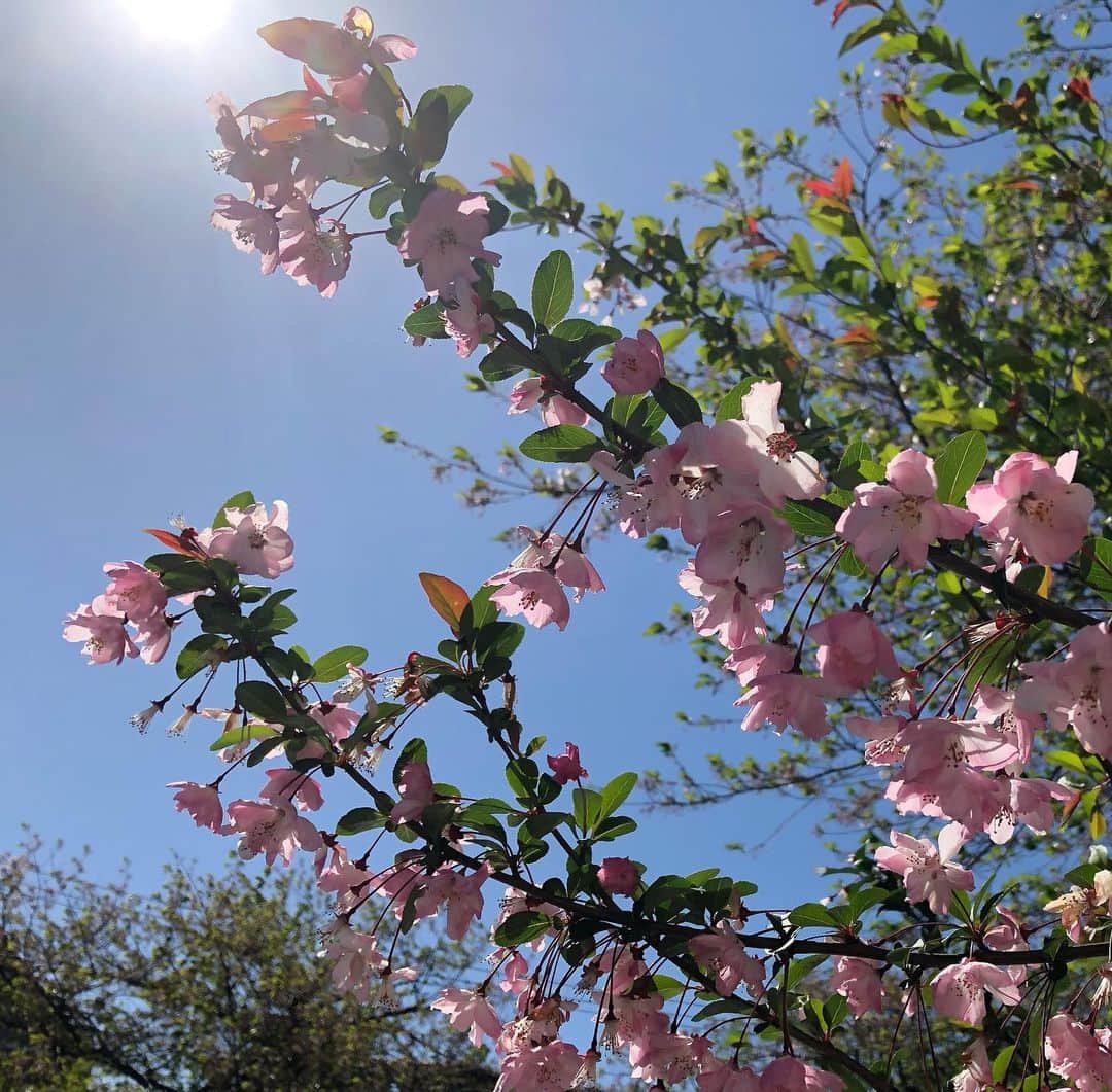 石原詢子さんのインスタグラム写真 - (石原詢子Instagram)「日課になった毎日のウォーキング。 八重桜が満開。  #春を見てるのは楽しい #八重桜 #マネージャー馬場百百子 #一緒についてきた #太陽のありがたさを感じた  #インスタライブ #4月18日 #土曜日15時から #お題受け付けてます #詳しくは #ホームページにて #石原詢子 #さて今日は何をしようかな #皆さん今日もがんばろうね」4月15日 7時17分 - junko_ishihara.official