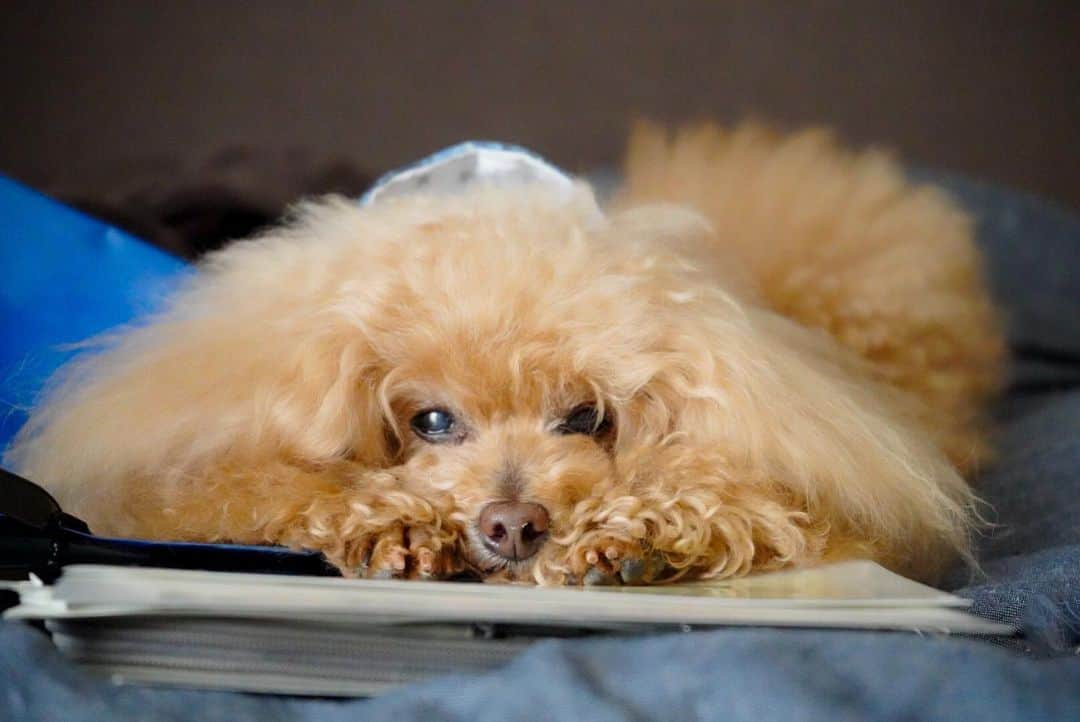 Toypoodle Mikuru?Asakusa Tokyoさんのインスタグラム写真 - (Toypoodle Mikuru?Asakusa TokyoInstagram)「20200415 Wednesday. Good morning! Friends ❣️ ノートパソコン💻押さえ込み😰 仕事自体を邪魔するのか？ 確かにそこを抑えれば何もできなくなります😨 みきゅるんオニクあげるからどいてくれ🥺 . #テレワーク #邪魔する犬 #ただ単にオニク欲しいだけなのね」4月15日 7時46分 - purapura299