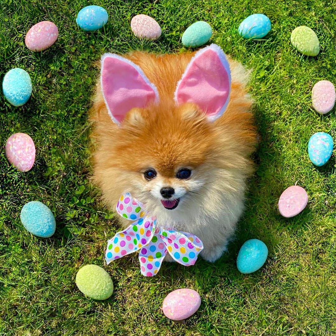 Monique&Gingerのインスタグラム：「Some “bunny”🐰🌸wants to wish everybody a Happy belated Easter🐣🌼Sorry we’re a little late🤷🏻‍♀️things have been a little hectic around here as I’m sure they’ve been for everyone🤦🏻‍♀️Sending virtual hugs and all our love to all of you!💗💛💚💙」