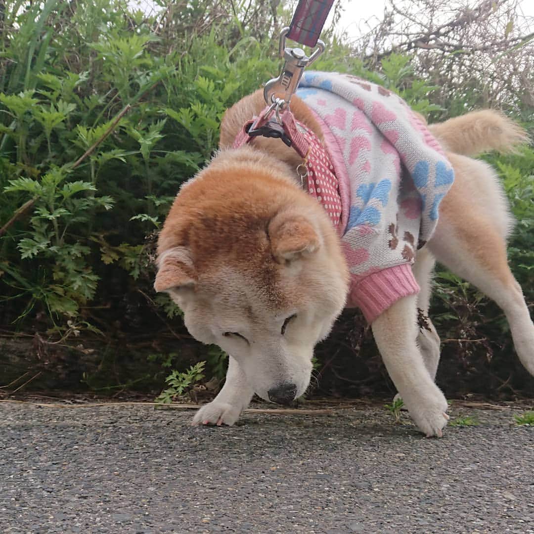 柴子のインスタグラム：「おはようございます。 今朝はやや肌寒いですが、昼間は20℃予想。暑くなりそうです。 柴子(仮名)さん、距離は短くなったけどお散歩してきたよー(о´∀`о)ノ　 #柴犬　#shibainu #shibastagram」
