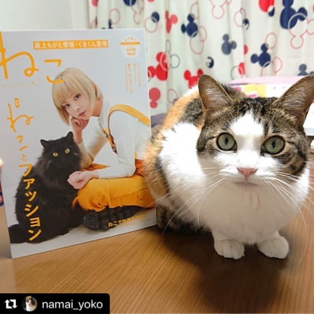 ねこのインスタグラム