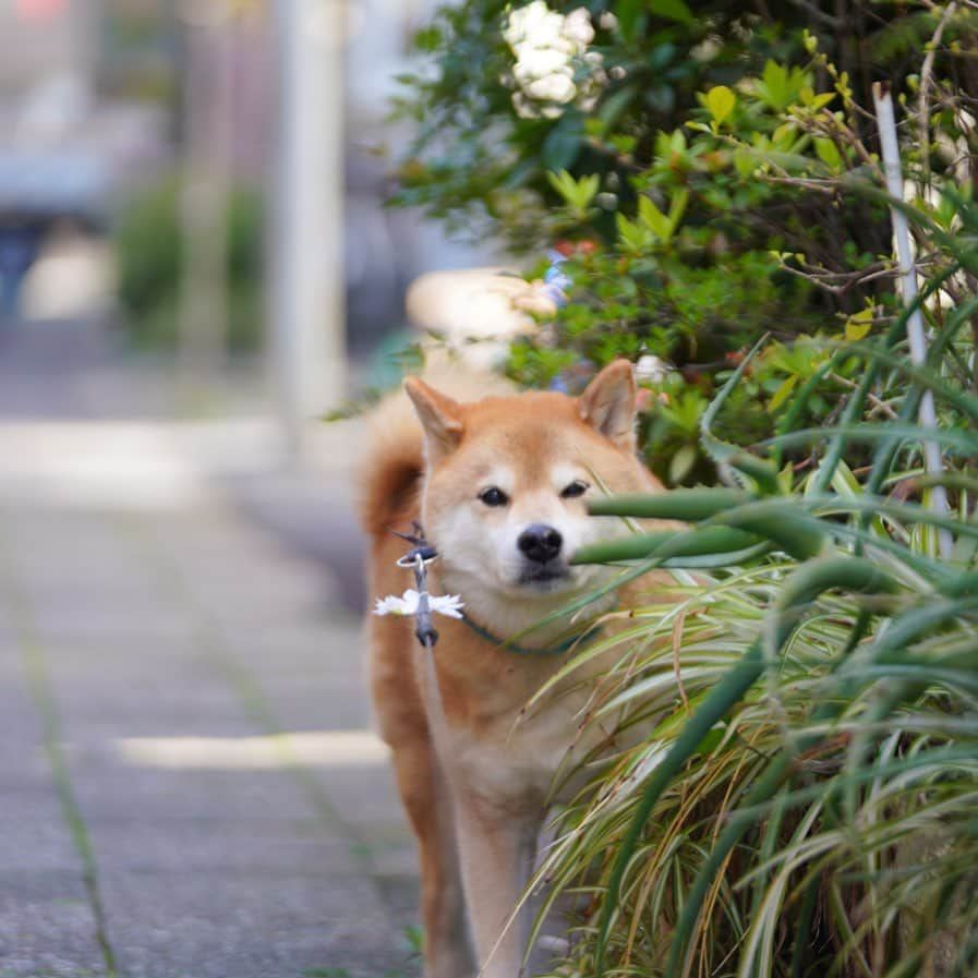 まる（まるたろう）さんのインスタグラム写真 - (まる（まるたろう）Instagram)「Good morning!✨🐶✨変態パパを尾行中 #警察犬にもなれるかな👮‍♀️ #試験むずそうだけど #そこはゴリ押しで行く #尾行中 #パパはアンパンとミルク持ってきて」4月15日 9時27分 - marutaro