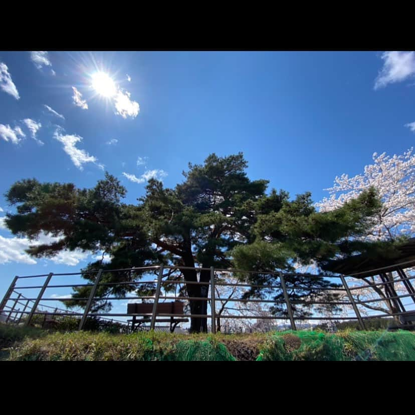 松本真未子のインスタグラム：「. . お散歩中に見つけた立派な松の木🌳 . 世界中がこんな状況だから何も出来なくてつまらないけど、立派な木を見つけるだけでなんだかハッピーな気持ちになれる☀️🌳💓 . 今だからこその幸せの感じ方 .  皆さんも小さな幸せ見つけよう💓✨ . #立派な松の木 #iPhoneカメラ #コロナに負けるな #小さな幸せ見つけよ」