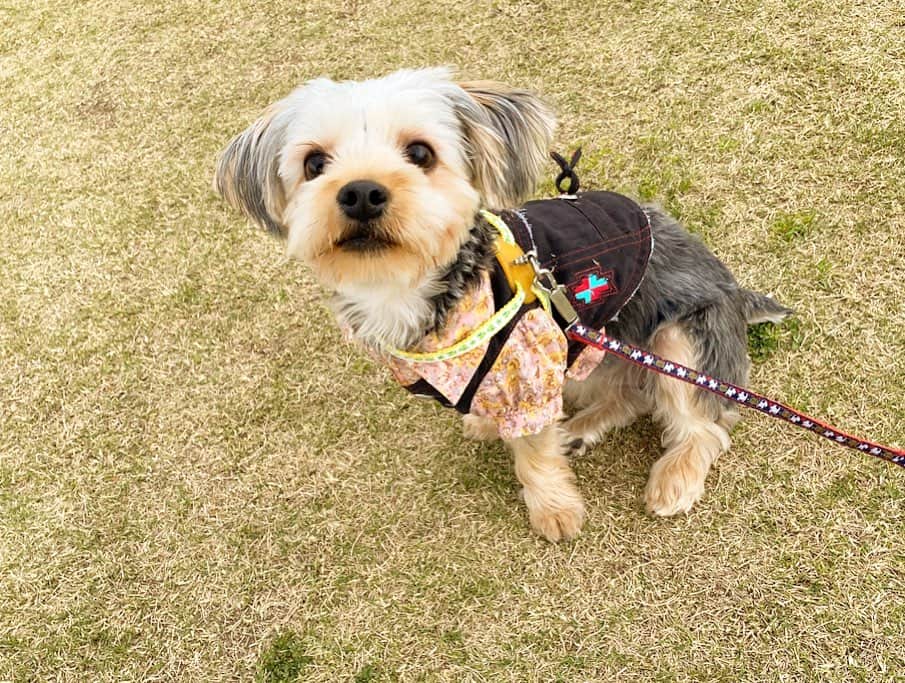 三宿菜々さんのインスタグラム写真 - (三宿菜々Instagram)「くぅさんぽ🐾  #ヨーキー女の子  #ヨークシャーテリア #dog」4月11日 12時39分 - mishuku_nana
