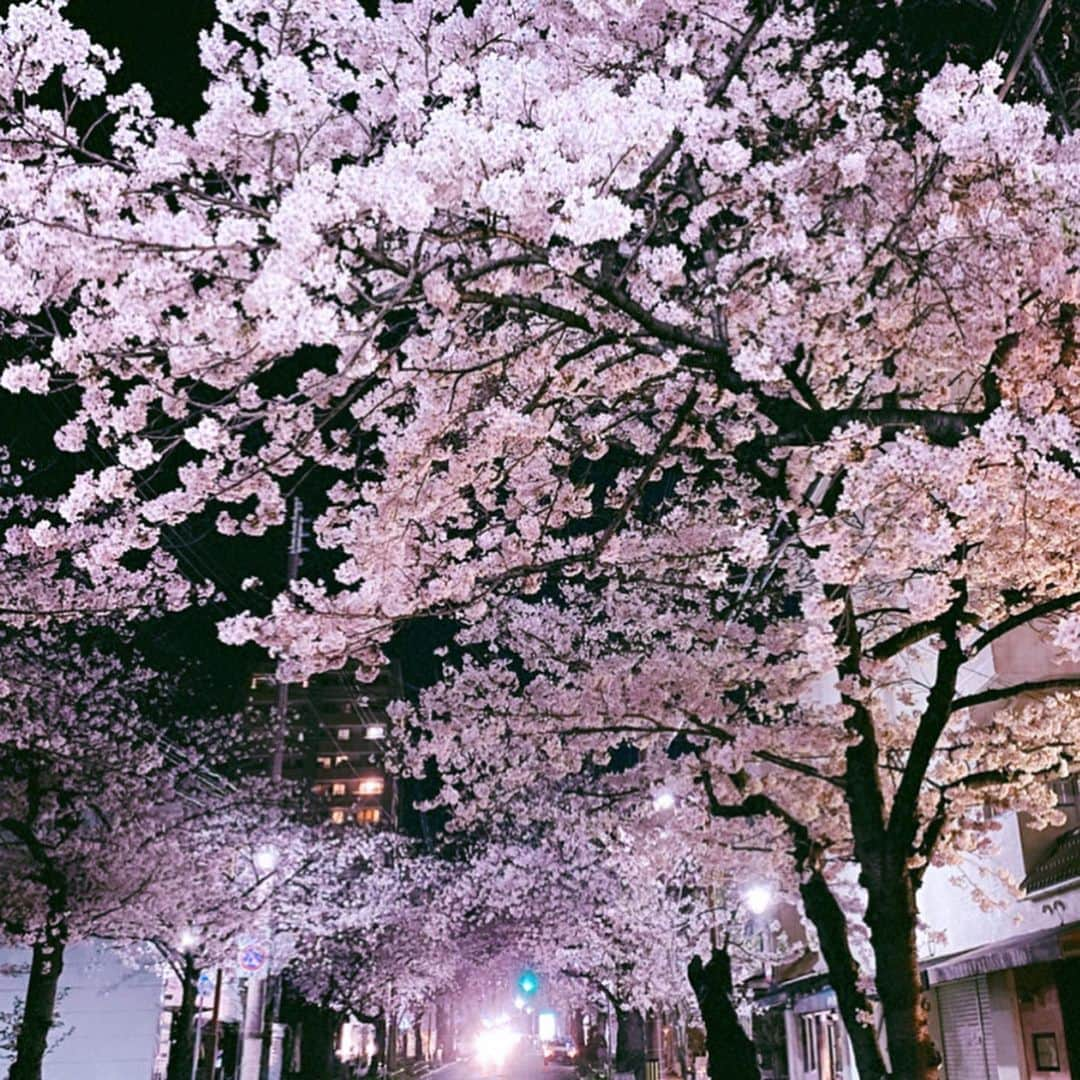 JULIANさんのインスタグラム写真 - (JULIANInstagram)「夜桜が好き☆  #staypositive  #芦屋 #夜桜 #夜 #夜景 #夜景ら部  #コロナに負けるな #playfortheworld #prayforjapan  #桜  #桜並木 #春 #花見 #🌸 #花 #花のある暮らし  #景色　#風景 #風景写真　#はなまっぷ #ファインダー越しの私の世界  #写真好きな人と繋がりたい  #ピンク #フォトジェニック  #cherryblossom #pinkflowers  #japan_of_insta #japan_night_view  #photo_jpn #photogenic」4月11日 12時41分 - julian_official_jp