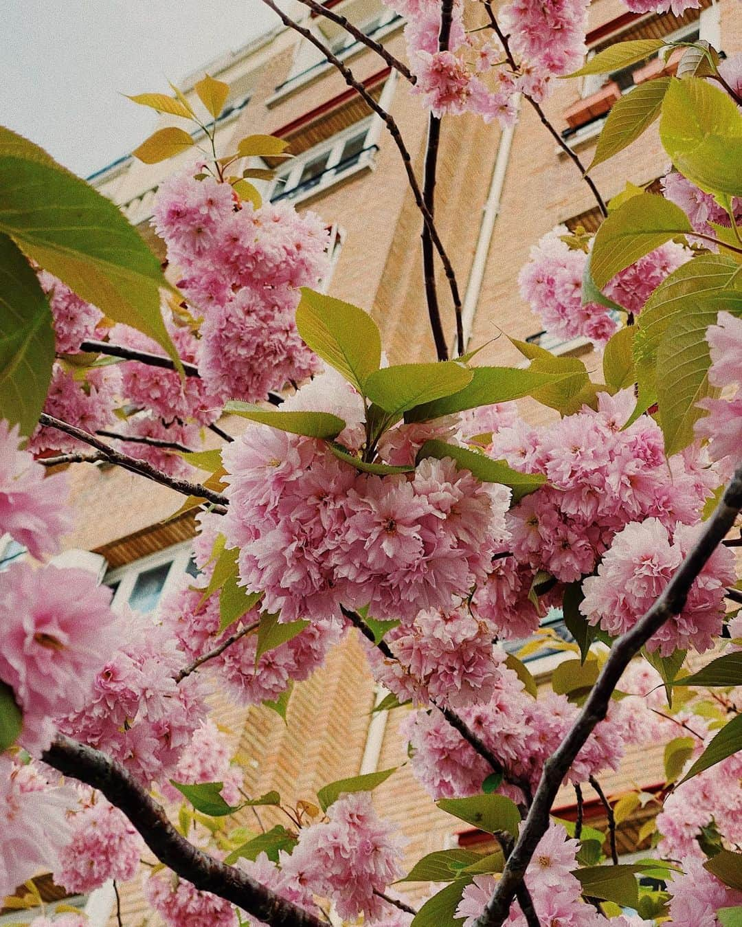 Lyloutteのインスタグラム：「~ Pendant la promenade avec Izo 🐶 je passe tous les jours devant ce joli arbre en fleurs ✨」