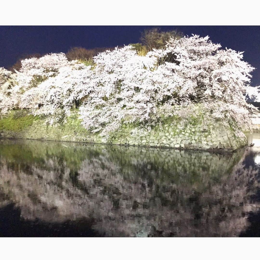 瀬稀ゆりとのインスタグラム：「🌷Good Friday🌷 I took this picture in Japan last year.🌸🌸🌸 I hope the COVID-19 gose away. . . 今日からカナダではイースターの休暇に入りました。スーパーなどもお休みです🐰💐こちらに住んでいるとキリスト教はじめ、様々な宗教の祝祭日に出会います。 写真はイースターと関係ありませんが…😅昨年彦根城に行った時のもの。夜桜が綺麗でしたー✨ . . . #quarantine #goodfriday #ester #pâques #japan #japon #イースター #彦根城 #夜桜 #春爛漫 #カナダ生活」