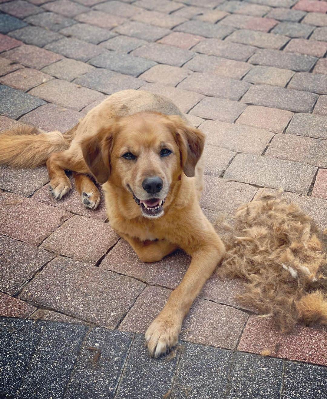 ポーラ・クリーマーさんのインスタグラム写真 - (ポーラ・クリーマーInstagram)「PC..”I am going to give Riley just a trim.” Three hours later shaved 😳😳 that’s not an easy job!!!! When your dog is half German Shepard/golden retriever that’s a lot of hair!!!! That quarantine life got me this time! Sorry Riley man!!!!!! #nexttimeleavingittotheprofessionals #thatsonlyonepiletherearetwomore」4月11日 6時11分 - paulacreamer1