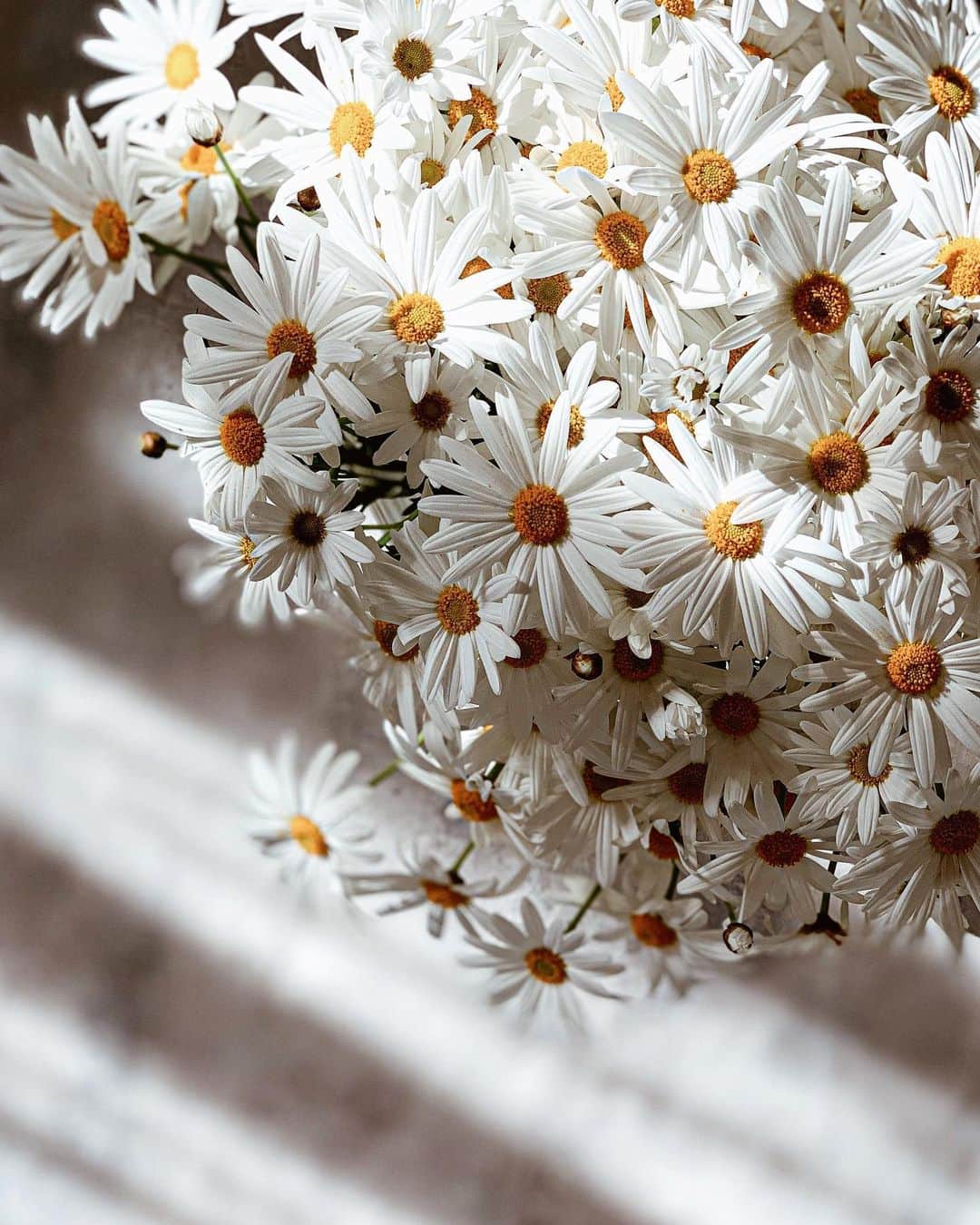 Yukicoさんのインスタグラム写真 - (YukicoInstagram)「ৢ𐄜ৣ𐄜ৢ  𝑶𝒉𝒂𝒚𝒐🤚🏻 #flowerphotography #flowerpower #flowermagic#flowerlover #flowerporn #flowerlove#lightroomweek」4月11日 9時07分 - yukicolifecom