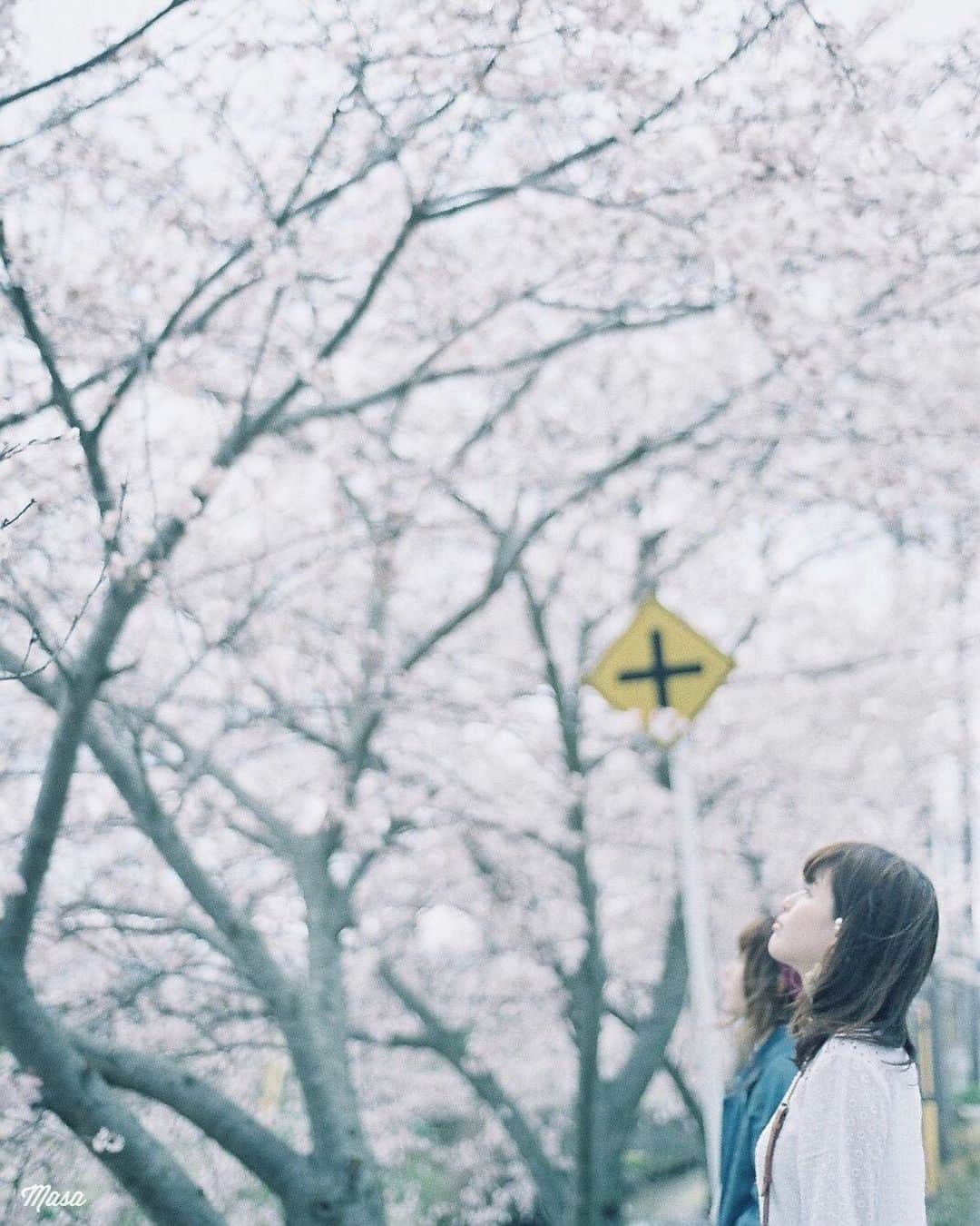 Masaさんのインスタグラム写真 - (MasaInstagram)「. . . . 撮影日 : 2017年4月x日 . #まさ35 #ヤマプリ #35mm #nikonfm2 #instagramjapan #igersjp #tokyocameraclub #film_com #impression_shots #art_of_japan_ #photogenic_jp #GPW_members_only #good_portraits_world #film_jp #film #フィルム #filmcamera #filmphotography #portrait #ポートレート #photogram_archive #todays_blue_collection #pof_ig #hibi_jp #桜 #Cherryblossom #滋賀」4月11日 9時22分 - masa_nikonist
