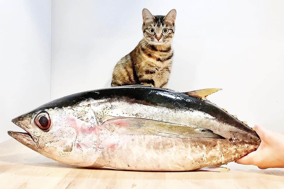 スーパーナブラのインスタグラム：「． ．  日本最西端の島で釣った小さいマグロを オホーツクで生まれの子猫にプレゼント🎁 ． ． 🍜おしらせ🍜 オホーツク猫アイと 沖縄マグロの動画を YouTubeのスーパーナブラチャンネルに 投稿しました✨ ． 🍜おしらせ🍜 YouTubeにアイ専用チャンネル作りました✨ アイチャンネル https://www.youtube.com/channel/UC2W9htlOFljDMsXLF-v74kg ． もうすぐお引越し完了の予定です🚚 YouTubeのアカウント「スーパーナブラ」の 「コミュニティ」か「概要欄」から 新しいチャンネルにジャンプできます 見てもらえたらうれしいです💕 ． ⚠️お知らせ⚠️ ． 今夜19時00分 カジキプレゼント抽選会やりますよ😊 詳細は昨日の投稿を見てください🙏 ． ⚠️お知らせ⚠️ ． #猫#ネコ#保護猫#にゃんすたぐらむ #にゃんだふるらいふ#温泉#ねこ#和食 #犬#チワックス#犬#いぬ#わんこ#イヌ #いぬすたぐらむ#車中泊#風景#景色 #琵琶湖#釣り#ブラックバス#バス釣り #発見#おでかけ#女子旅#ツーリング #自然#釣り#釣りガール#youtube」