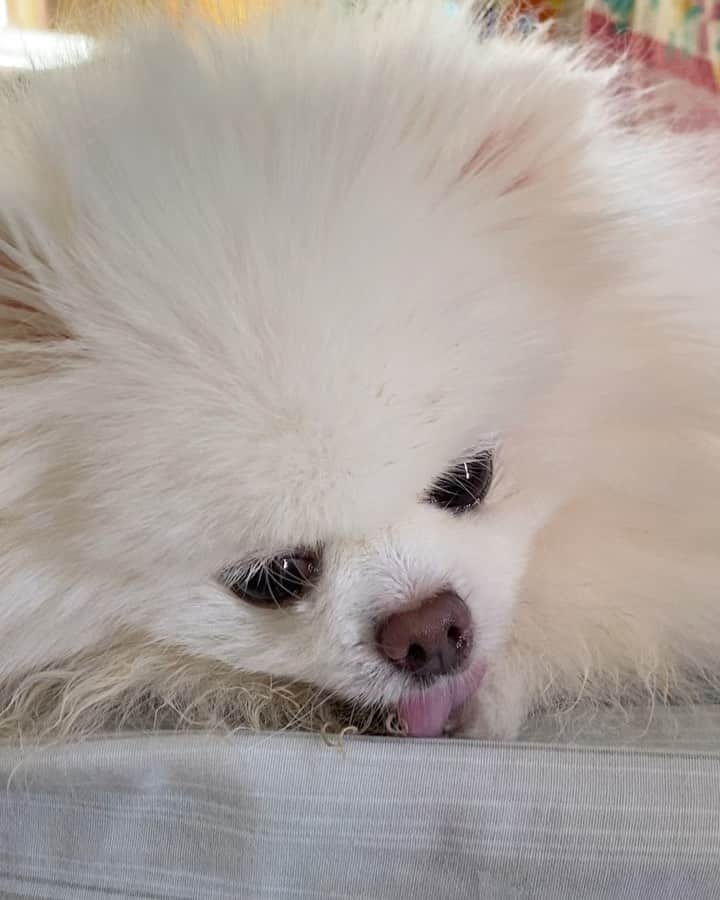 JEWELのインスタグラム：「Yummy paws!🐶🐾🙂 #weeklyfluff #pomeranian」