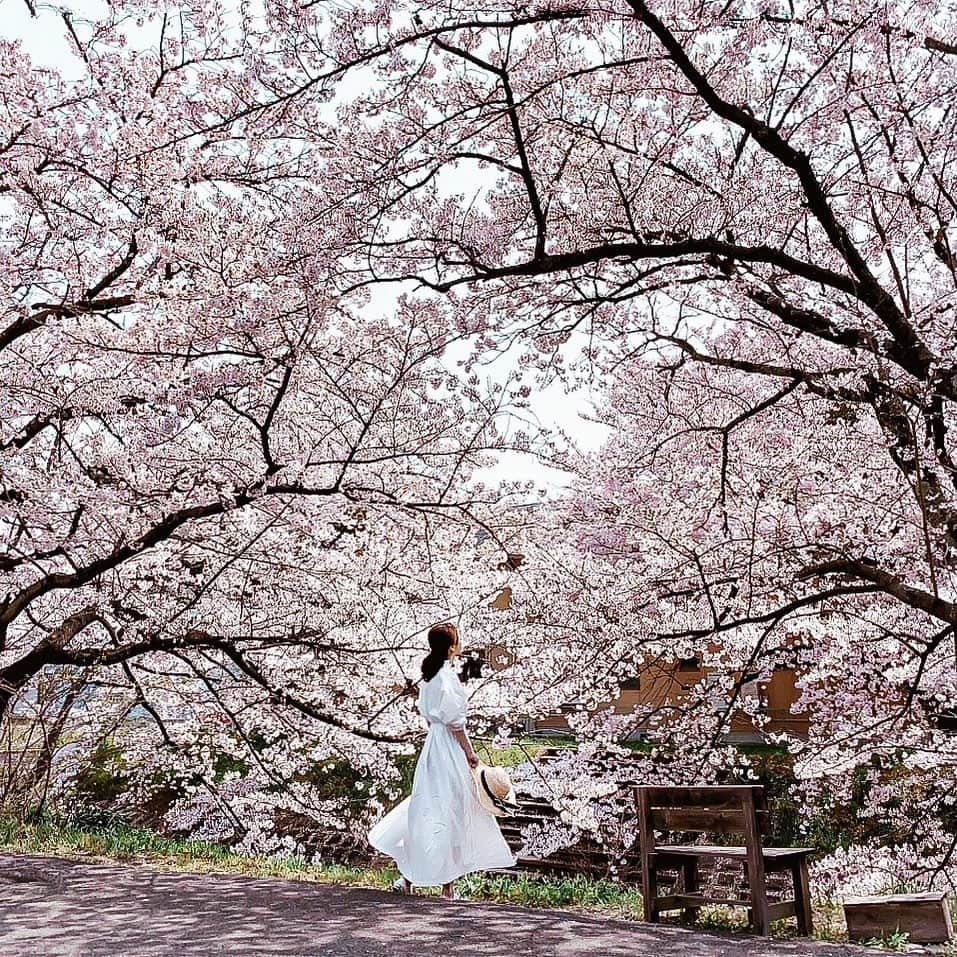 のインスタグラム：「𓇣 𖥧 𓇣 𖥧 𓇣 𖥧 𓇣 . 2019春の未公開桜🌸 . 日本の四季に生かされていたんだと 普段忘れていたことや 目を背けていたことに 気づかされることばかり . . 【現状の花見で注意すべきポイント】 ・人混みを避けて、近くの人とも距離を置く ▶︎同伴者も約2メートルの距離間 ・マスクをして飛まつを抑える ・こまめに手洗いをする ・熱やせきといった症状がある場合は控える ・歩きながら桜を眺めること自体の感染リスクは低い ※疾病対策課への聞き取りより引用 . . . ☑︎行かない ☑︎どこに感染者がいるかわからない ☑︎まだマスクをしていない人がいる ☑︎仕事・食糧調達以外は外出しない ☑︎うつる事よりうつす事への心配り ☑︎誰もいないから良いというわけじゃない 【自分は大丈夫と思わないで】 . . お花見の名所に行くことの是非の前に コロナ対策をしっかりしていない人に対する憤りを 感じている方もたくさんいらっしゃる . . 来年も桜は美しく花を咲かせるはず 命さえあれば‥桜は来年鑑賞できます 昨年の写真で桜を懐かしむ‥ . 日本の美しさは忘れない心を 持ち続けたい #stayhome  感染者の増加をみてください‥ 毎日ニュースをみてください‥ みんなで堪えましょう . 本当にお願いです . . ‥‥‥‥‥‥‥‥‥‥‥‥‥‥‥‥‥‥‥‥‥‥‥‥‥‥‥‥‥‥‥‥‥‥ #springfashion#springstyle#streetphotography#street#sakura#japansightseeing#cherryblossoms#flower_perfection#lightroomweek#桜#昨年の桜#着回しコーデ#ステイホーム#家にいよう#おうちで過ごそう」