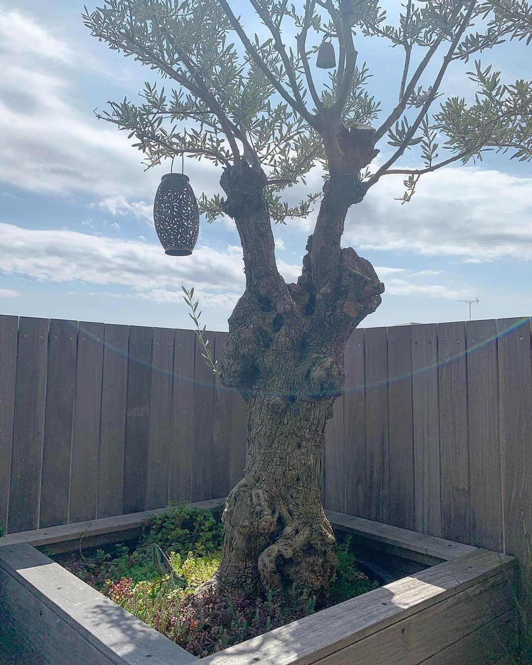 伊勢谷友介さんのインスタグラム写真 - (伊勢谷友介Instagram)「ピース✌️ 「ピスコ」と名付けられました。 樹齢200年のオリーブの木。スペインのオリーブ畑から輸入された、ハウスツリーです。 #olive  #olivetree」4月11日 10時00分 - iseya_yusuke