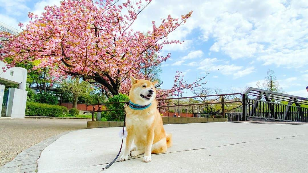 まる（まるたろう）さんのインスタグラム写真 - (まる（まるたろう）Instagram)「Good morning!!✨🌸🐶🌸✨おはまる〜！八重の桜が綺麗に咲いてたよ。 #来年は皆んなに見てほしいな #今年は我慢だね #八重桜とまる #stayhome」4月11日 10時13分 - marutaro