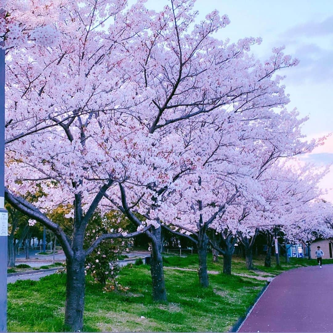 JULIANさんのインスタグラム写真 - (JULIANInstagram)「🐩の散歩道が癒される🌸 夕方に行ったからちょい暗いけど😂 #コロナに負けるな  #コロナウイルスが早く終息しますように  #playfortheworld #prayforjapan  #散歩 #散歩道 #散歩日和 #公園 #桜  #桜並木 #春 #花見 #🌸　#花#花のある暮らし  #景色　#風景 #風景写真　#はなまっぷ #ファインダー越しの私の世界  #写真好きな人と繋がりたい  #ピンク #フォトジェニック  #cherryblossom #pinkflowers  #sakura  #japan_of_insta #japan_daytime_view  #photo_jpn #photogenic」4月11日 10時11分 - julian_official_jp