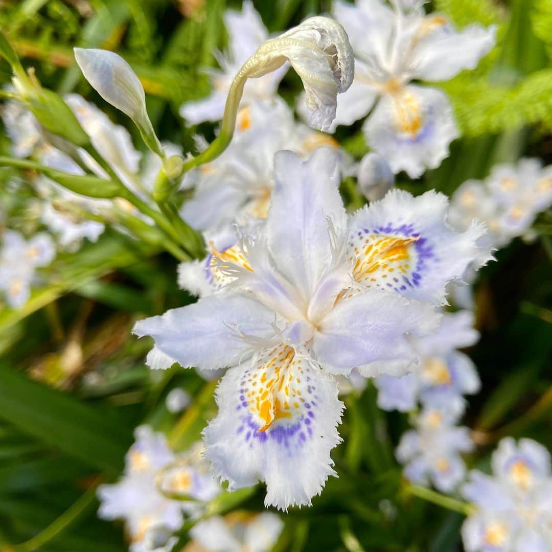 Kensho Onukiさんのインスタグラム写真 - (Kensho OnukiInstagram)「庭の草花で花形はコレです。シャガの花がいままさに満開❗️手入れしなくても毎年きちんと咲いてくれます。花梨の木にも少しだけ花がついたし。残念ながらコデマリは枯れたようで茶色いまんま。#庭の花木 #花梨のピンクの花 #シャガの白と紫 #庭とは思えぬワイルドさ」4月11日 10時18分 - kensho_onuki