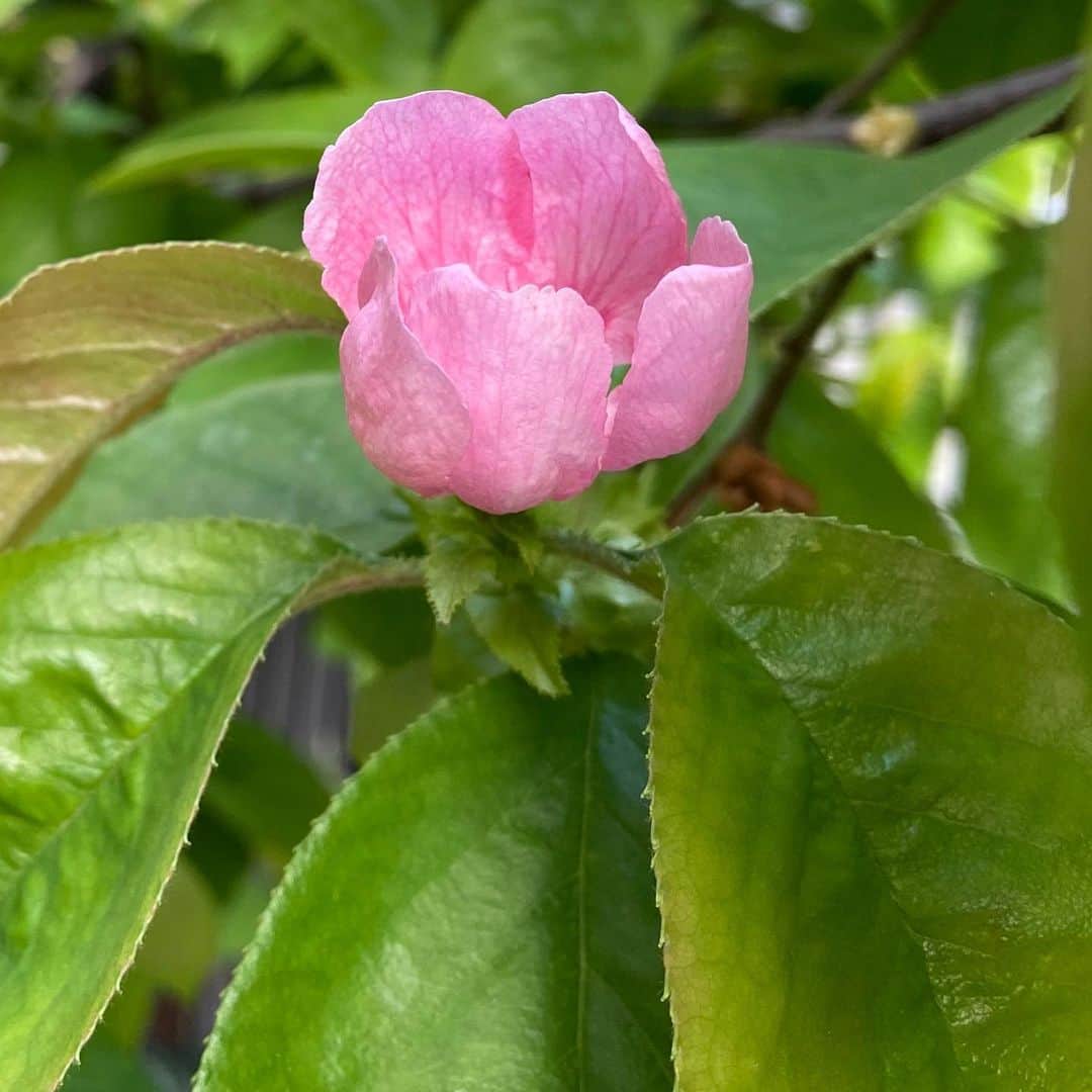 Kensho Onukiさんのインスタグラム写真 - (Kensho OnukiInstagram)「庭の草花で花形はコレです。シャガの花がいままさに満開❗️手入れしなくても毎年きちんと咲いてくれます。花梨の木にも少しだけ花がついたし。残念ながらコデマリは枯れたようで茶色いまんま。#庭の花木 #花梨のピンクの花 #シャガの白と紫 #庭とは思えぬワイルドさ」4月11日 10時18分 - kensho_onuki