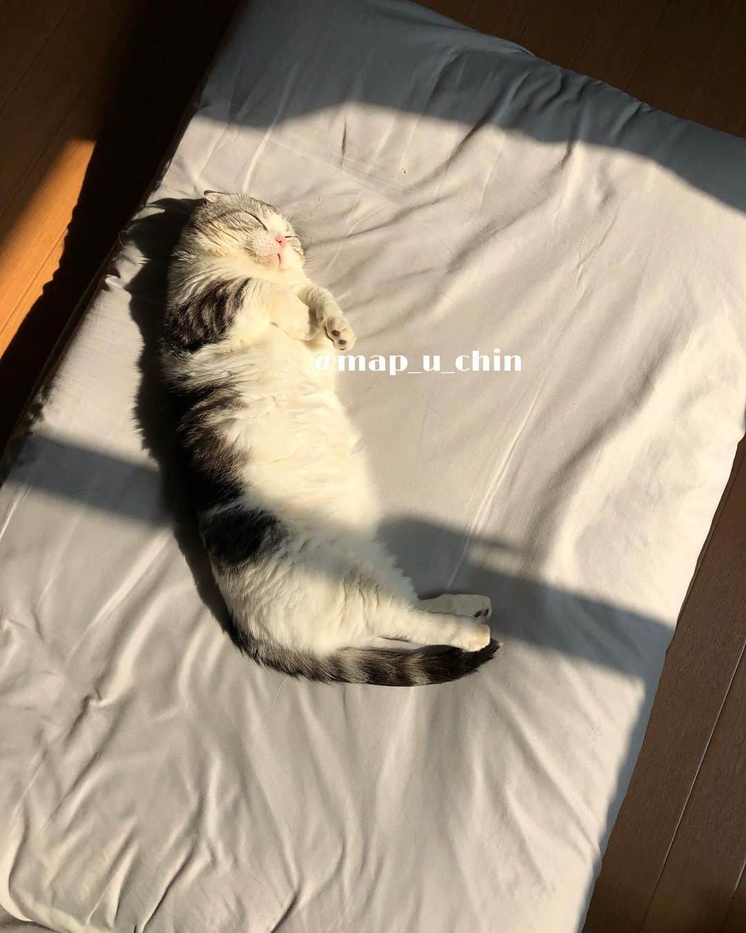 のインスタグラム：「ひなたぼっこをするまっぷーちん。  頭を撫でてたら枕にされて抜けなくなりました。  #猫 #ねこ #cat #マンチカン #短足マンチカン #折れ耳マンチカン #manchkin」