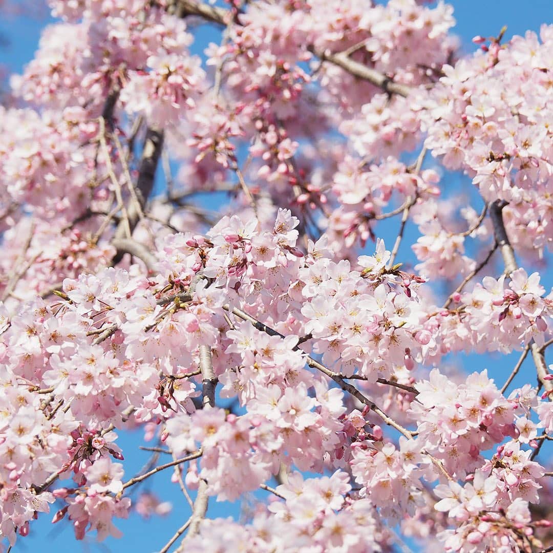 ワンズテラスさんのインスタグラム写真 - (ワンズテラスInstagram)「おはようございます。 今回も前回に続き、少し前に撮影した桜の写真などをご紹介します。  この時期ならではの和菓子といえば「桜餅」。 関東風の長命寺（ちょうめいじ）と関西風の道明寺（どうみょうじ）、地域によって思い描く桜餅が違うということを東京に来て知りました。 どちらも桜の葉の塩味と香りが、より一層桜餅の美味しさを引き立ててくれている気がします。 みなさんはどちらがお好きですか？  桜の葉の塩漬けには、大島桜のやわらかい葉を使うことが多いそう。 ソメイヨシノよりひと足早く、若葉とともに白い花が咲く桜です。 白とグリーンのコントラストがきれいですね。  そして、しだれ桜もソメイヨシノに先駆けて満開をむかえていました。 たくさんの花がぎっしりと枝に沿って咲くので、まるで桜の花が空から降ってくるよう！  6・7枚目は江戸彼岸桜、名前のとおり江戸でお彼岸の頃に咲く桜として、こちらもソメイヨシノより少し早く満開を迎えます。 控えめなピンクの花がたくさん咲いていました。 樹齢1000年を超える立派な巨樹がいくつもある、寿命が長い桜だそうです。  日々の状況が変化して気持ちが落ち着かないですが、桜の写真で少しだけお花見気分を楽しんでいただければ嬉しいです。  #暮らしの旬 #onesterrace #ワンズテラス #onesday #春 #桜餅 #花より団子 #桜」4月11日 10時37分 - onesterrace
