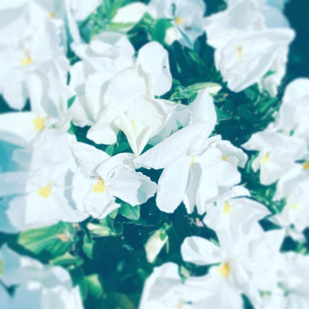 中野敬久さんのインスタグラム写真 - (中野敬久Instagram)「#flower #flowersoflife #white #blossom #hope #peace」4月11日 10時39分 - hirohisanakano