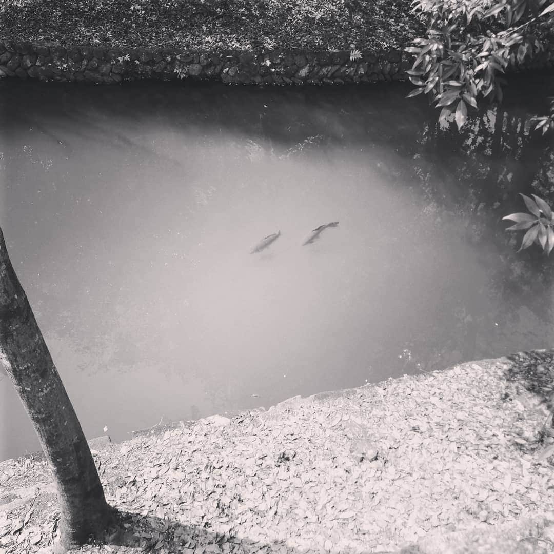 松本隆博のインスタグラム：「。 ここで一句。  桜散り… せめて鯉でも… 寄って恋… (^ ^)(•ө•)♡」