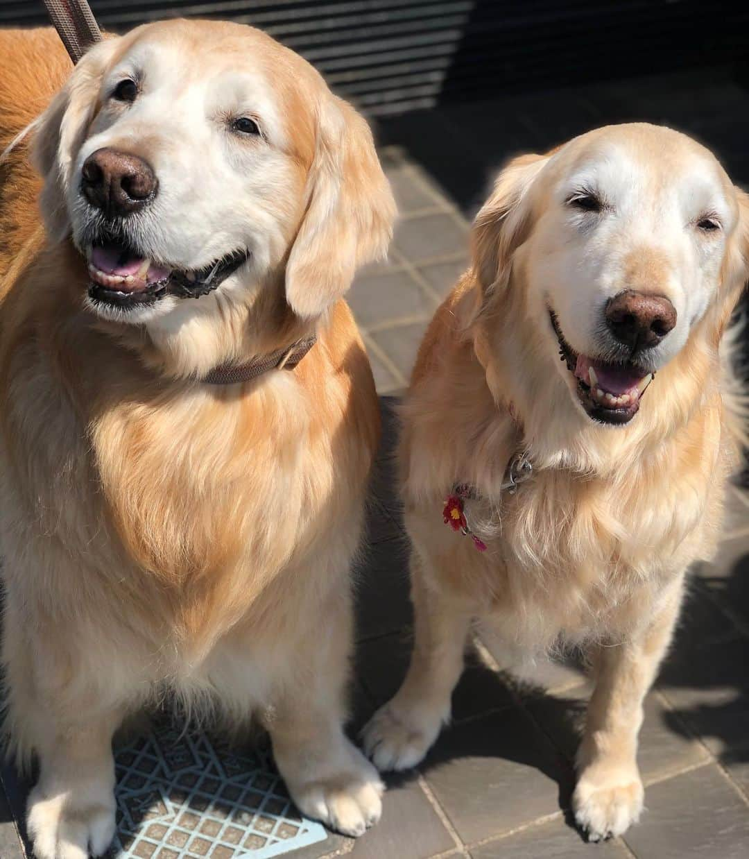 高橋ひとみさんのインスタグラム写真 - (高橋ひとみInstagram)「12歳の仲良し姉妹🎵 #goldenretriever #goldenretrieversofinstagram #goldenretrieverlover #goldenretrieverlove #ilovegolden_retrievers #ゴールデンレトリバー #goldenretrievers」4月11日 11時01分 - hitomi_momoe