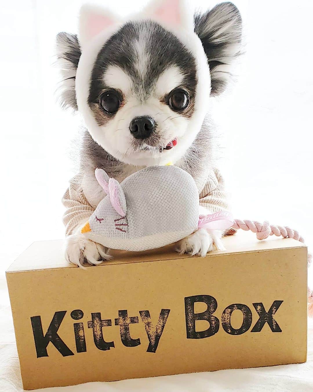 くるるのインスタグラム：「今月も楽しみにしてた #KittyBox が届いたよ🐱 . んんっ⁉️ きてぃ・・・ぼっくす・・・🤔⁉️⁉️ . やられた～🤣💨 . まんまと @doggybox_jp さんのエイプリルフールのサプライズにやられました🤣🤣🤣 . こんな楽しませ方をしてくれるドギーボックスがますます好きになった回でした🤣💕 . . #キティボ . #4月BOX  #DoggyBox #ドギーボックス #ドギボ #無添加おやつ #国産おやつ #instachihuahua #instadog#ig_dogphoto #chihuahua #dog #チワワ #ふわもこ部 #犬バカ部 #치와와 #吉娃娃 #奇瓦瓦 #lovedogs #ロングコートチワワ #IGersjp#ilovemydog  #dogstagram  #dogs_of_instagram #GALAXYカメラ部 #withGalaxy」