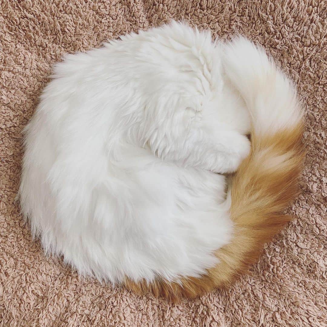 gammy08のインスタグラム：「円座クッションかと思ったら  #cat #catstagram #catsofinstagram #catofthedays #ilovemycats #socute #cutecat #catlove #catlover #スコティッシュフォールド #長毛猫 #垂れ耳 #猫のいる生活 #つくも #ねこ #猫のいる暮らし #にゃんすたぐらむ」