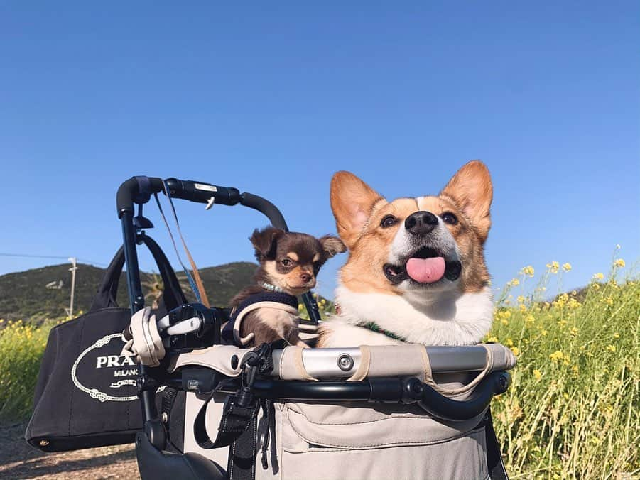 Rina Itagakiのインスタグラム：「Spring flowers with @katie_thecorgi 🌼 ケイティ姉さんとお散歩ワクワク🐾 というのは嘘で、一緒にベビーカー乗るのは嫌でした😒笑（👉2枚目3枚目） #spring #potd #weekend #チワワ #チワスタグラム #犬のいる暮らし🐶」