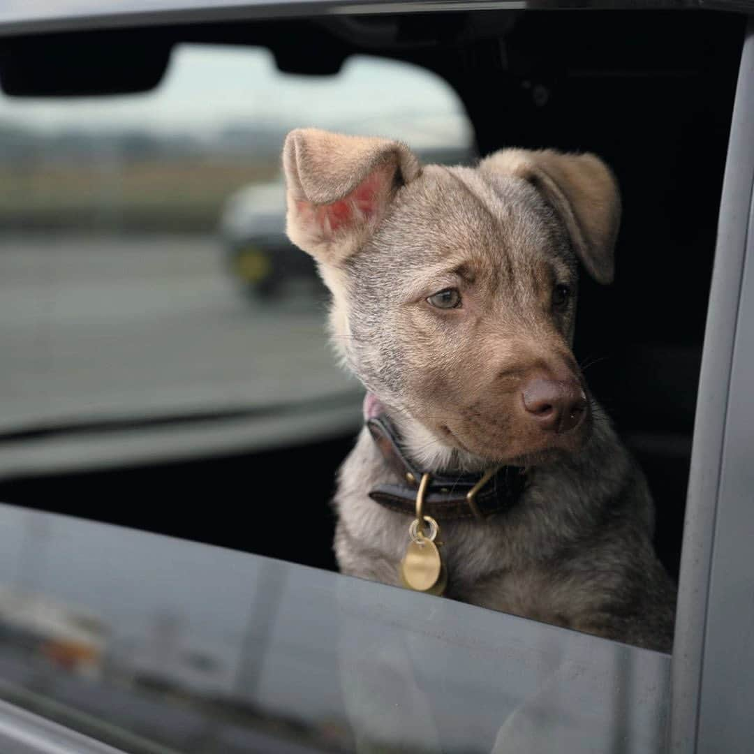 ブルータスさんのインスタグラム写真 - (ブルータスInstagram)「【犬 特集★発売中】 「愛犬写真グランプリ！」から、アートディレクター・田部井美奈さんによる個人賞のうち３頭をご紹介。 キャラの立ったいい顔がずらり。構図にも注目！ . (１枚目)こいも[8歳] . (２枚目)buff[4ヶ月] . (３枚目)ペロ[11歳]  #BRUTUS #犬がいてよかった #ブルータスの犬特集」4月11日 11時32分 - brutusmag