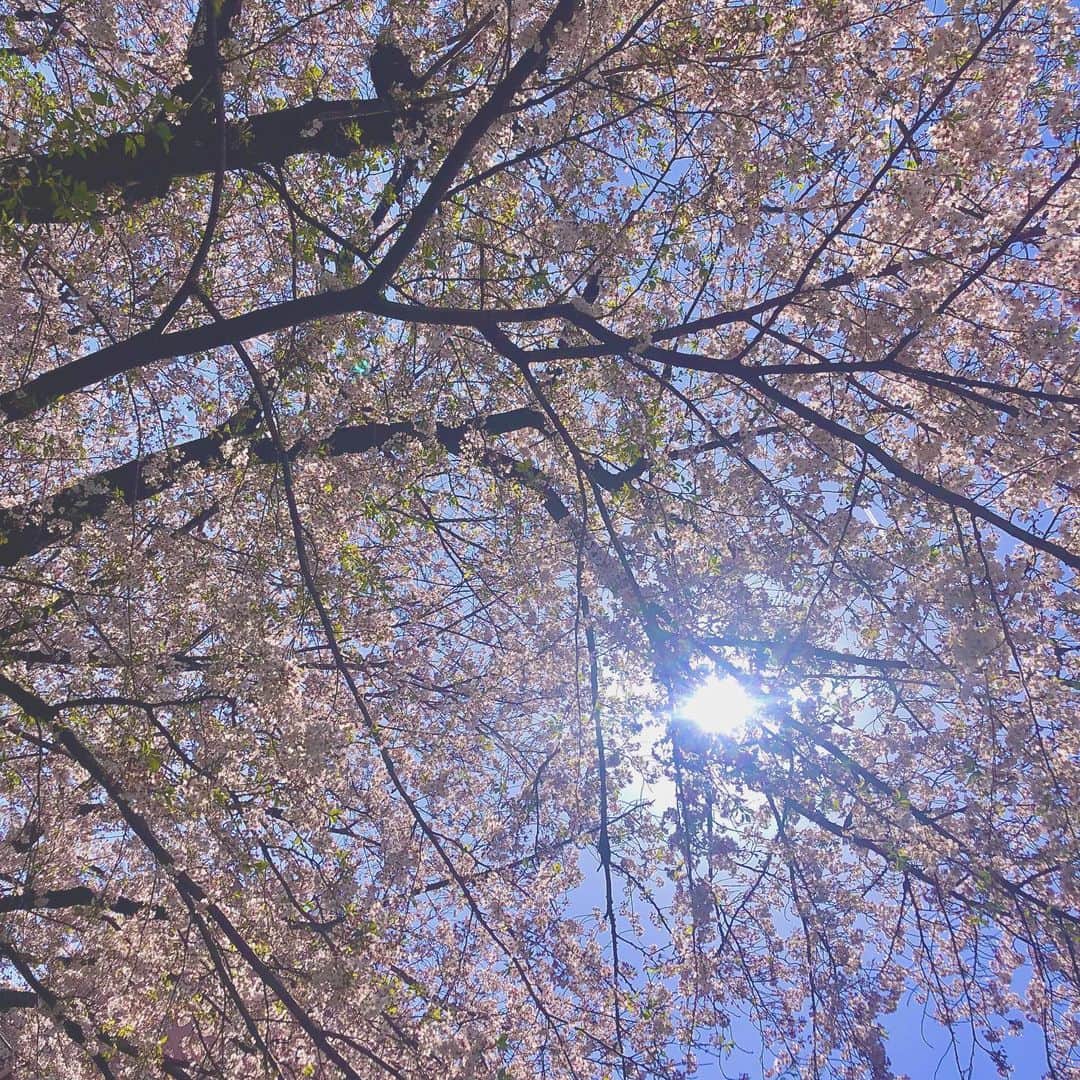 涼掛凛さんのインスタグラム写真 - (涼掛凛Instagram)「🌸 #いつかの桜」4月11日 11時28分 - rin_suzukake