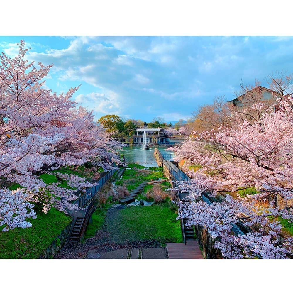 百合華さんのインスタグラム写真 - (百合華Instagram)「京都蹴上にて開催されている『岡崎さくら･わかば回廊 十石舟めぐり』の屋形舟から夕焼けお花見タイム🌸🌸🌸 ﻿ ﻿ 琵琶湖の疏水沿いに咲く満開の桜並木を眺めながら、鴨のつがいにキュンキュンしたり船頭さんから京都の歴史を学ぶ事も出来ちゃいました🥰﻿ ﻿ 何よりすんごくお天気が良くて夕焼けが水面に反射してキラキラで、こんなにも条件の揃った素敵なお花見はなかなか体験できない気が致しました✨﻿ ﻿ 一生忘れないとっても価値のあるひとときを過ごす事が出来てしあわせ❤️ ﻿ ﻿ #japan﻿ #日本﻿ #kyoto ﻿ #京都﻿ #蹴上﻿ #南禅寺﻿ #岡崎﻿ #岡崎わかば回廊十石舟めぐり ﻿ #琵琶湖疏水﻿ #cherryblossom ﻿ #桜﻿ #桜並木﻿ #お花見﻿ #屋形舟﻿ #クルーズ﻿ #鴨﻿ #sunset ﻿ #夕焼け﻿ #夕焼け空﻿ #sunnyday ﻿ #水面﻿ #キラキラ﻿ #priceless ﻿ #プライスレス﻿ #happy﻿ #幸せ﻿ #しあわせ﻿」4月11日 11時48分 - yurika.lovelily