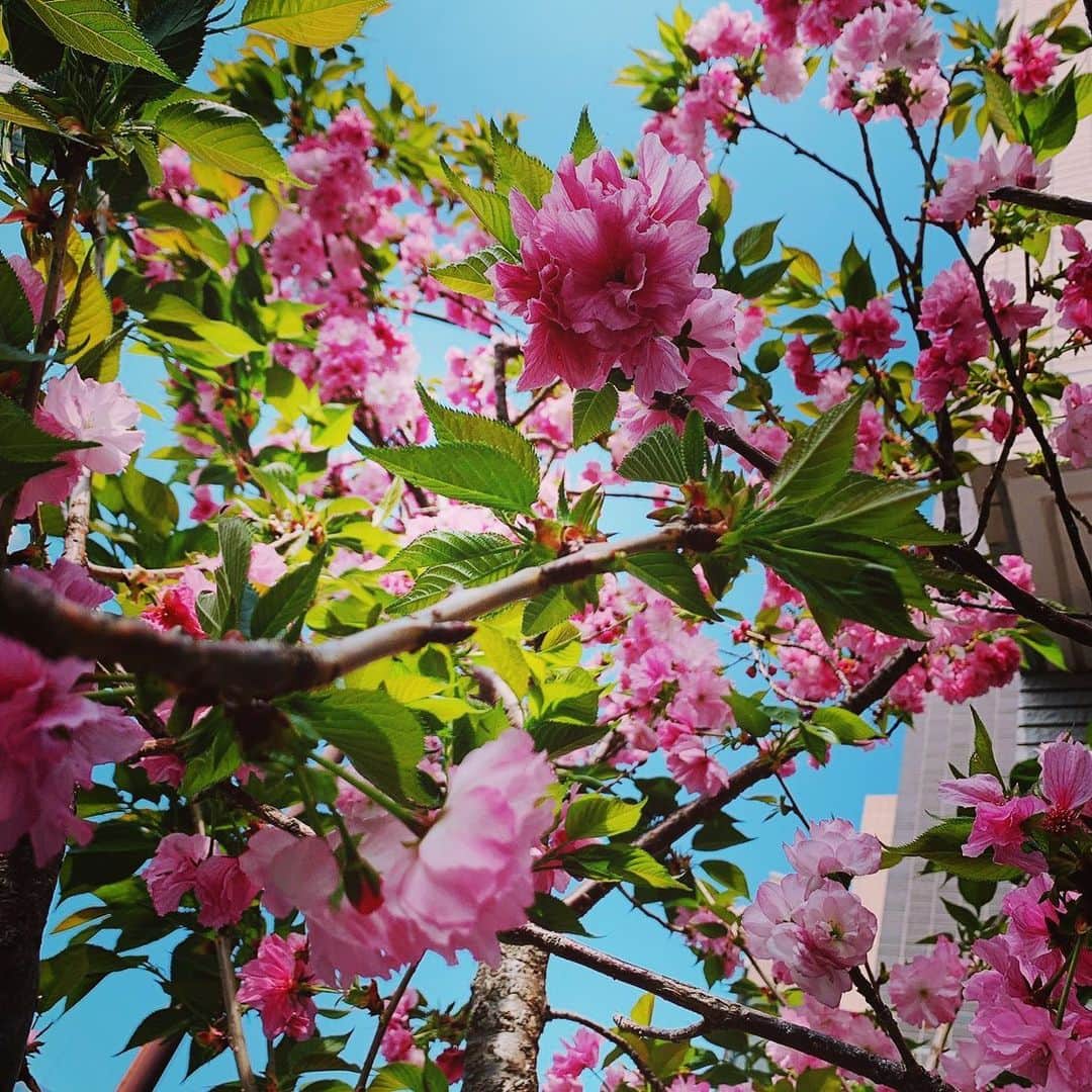 宇徳敬子さんのインスタグラム写真 - (宇徳敬子Instagram)「#おうち時間 も 楽しみながら #自粛　を心がけながら #太陽　の光を浴びながら お散歩していたら #桃の花  が🥰 #桜　🌸のように 美しく咲き誇る季節なんですよね💕 外の空気を吸って いつもと違う景色をみて ほんわかと幸せな気持ちになりました💖健やかな幸せを🦋  そして #stayhome #instagram  #instagood  #instaphoto  #instalike  #instalive  #spring  #春  #春はすぐそこ に🌸🦋🌸🦋🌸 みんなで地球🌏をキレイに 守りましょう✨🌈 1日でも早く… #収束 させるには 心ひとつになり💓 #結束 してみんなで よろこびの花を💐 咲かせましょう🦋  よろこびの花が咲く〜True Kiss〜 宇徳敬子4thのアルバムのタイトル曲 🌈🌈🌈🌈🌈🌈🌈🌈🌈🌈 ありふれた1日が今日も過ぎてゆく  夕暮れに染まる baby まっすぐに愛(しんじつ)のかけら 壊れないように 握りしめてる少女 True Kiss  声がする心の中 哀しみの音を しっかり今 刻む事で ヨロコビの花が咲く  瞳を閉じても浮かんでくる キミのやさしい kiss 吸い込まれてくよ maybe たまらなく好きなんだけど言葉にできない 傷つきたくないからね so True Kiss  ねぇ愛を感じてどの瞬間も  大切に生きて… 同じ波は 二度と来ない あの夏の海のように  現象(かたち)あるもの失っても  想い出は消えないから たまには片目つぶって  心開いて受け入れてあげよう 見えすぎたり 聞こえすぎたり  時々わからなくなるから そっと見守ってあげよう  あの声がする心の中  楽しみの音を しっかり今 刻む事で よろこびの花は咲く  歓喜(ヨロコビ)の華が咲く 真実(よろこび)の花は咲く  and Let's not forget true flowers always bloom again... True Kissより  True Kiss 歌詞 歌：宇徳敬子 作詞：宇徳敬子 作曲：宇徳敬子/大島康介 #歌詞　から今日は言の葉に乗せて🌈 ❤️🧡💛💚💙💜 #宇徳敬子 @utoku_keiko  #singersongwriter  #singer #music  #lyrics  #truekiss  #flower  #bluesky #インスタライブ　 昨夜もありがとうございました💞 今夜は少し早めにやれたらいいな💘 #staysafe  #stayhomestaysafe  #thankyou #ukf」4月11日 11時54分 - utoku_keiko_official