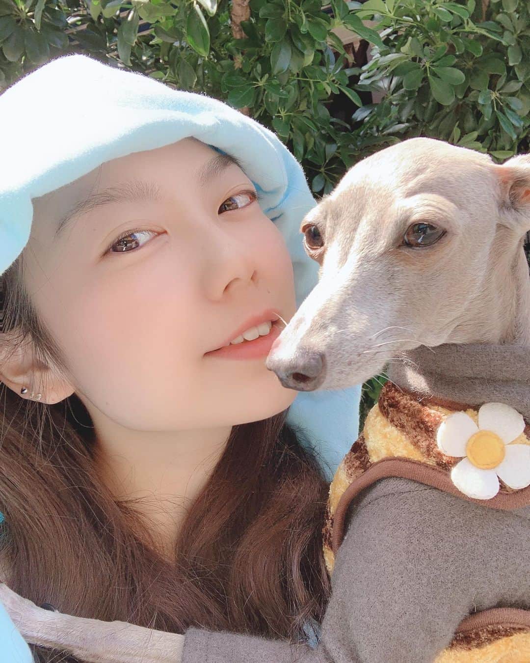 志村玲那さんのインスタグラム写真 - (志村玲那Instagram)「#犬のお散歩がいい気分転換💕💕 #自粛がんばろうね🎃 #イタグレ #italiangreyhound  #IG #cute #愛犬　#dog #癒し」4月11日 12時02分 - rena_shimura