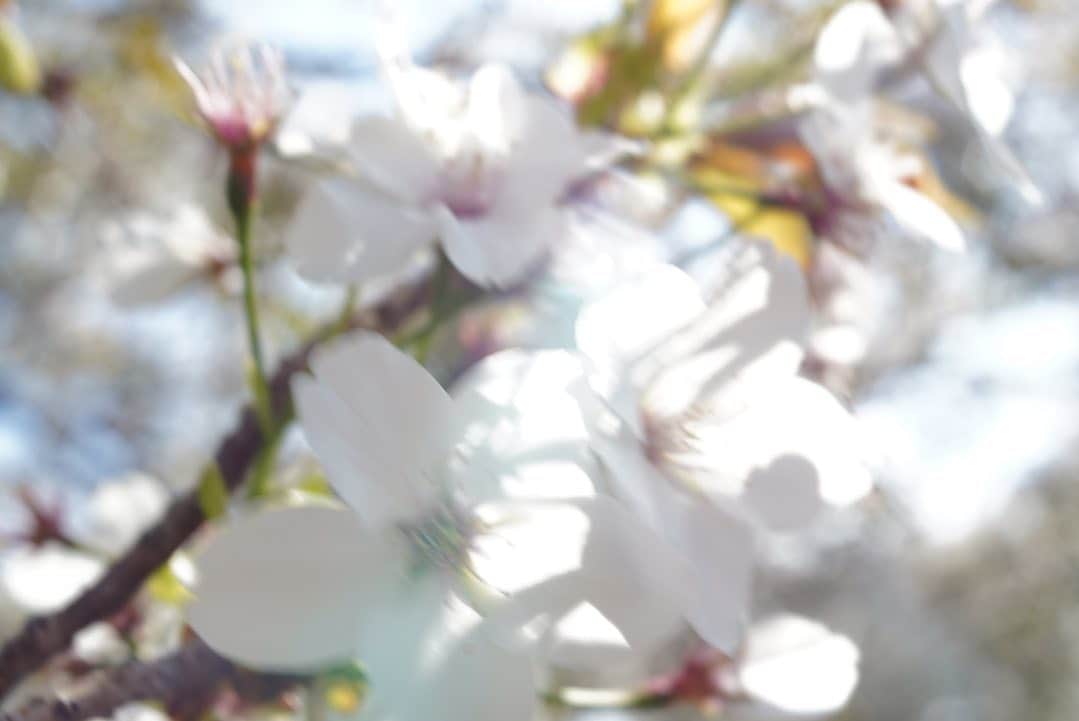 奇妙礼太郎さんのインスタグラム写真 - (奇妙礼太郎Instagram)「#today #flowers  #flektogon35mmf24  #a7iii」4月11日 23時04分 - reitaro_strange