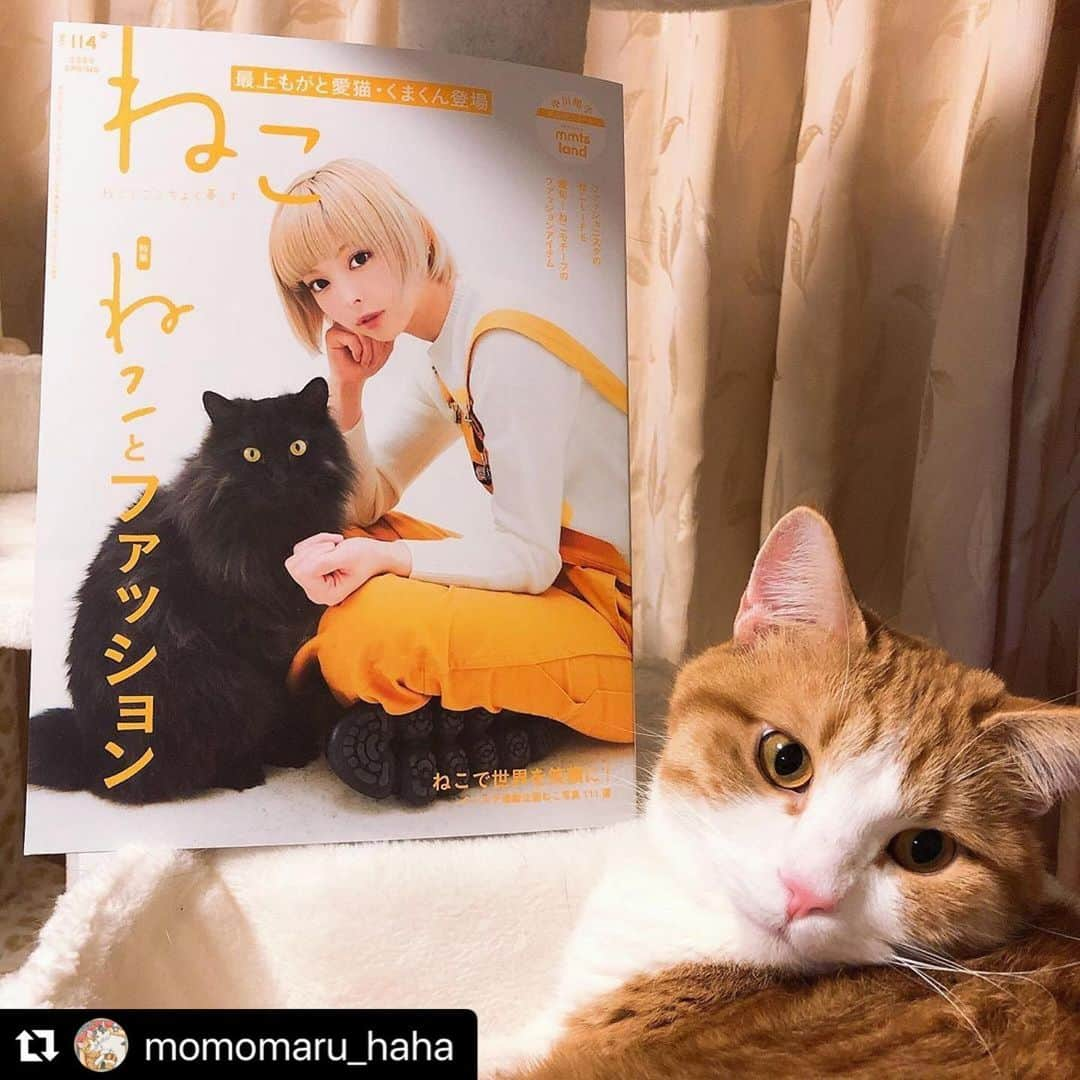 ねこのインスタグラム