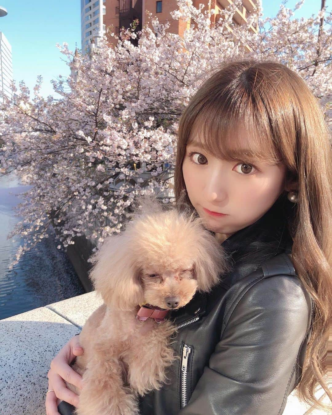 阿比留李帆のインスタグラム：「おうち時間はなにしてますか？🐶🏠💕 おさんぽは感染リスクが低く 問題ないと言われてるので.. シェリとはお散歩はいってるよ🥺🐾 早くいろんなところにおでかけしたいなぁ👼🌤」