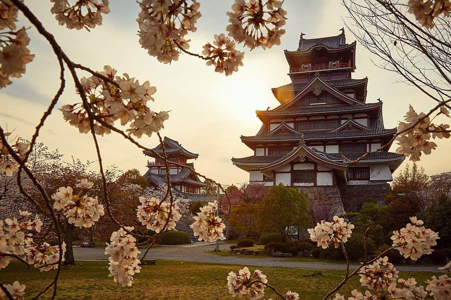 Najiiさんのインスタグラム写真 - (NajiiInstagram)「Bloom - - - #instagramjapan #canonglobal #teamcanon #tokyocameraclub #東京カメラ部 #mycanon #canonasia #spring #photo_shorttrip #lovers_nippon #pics_jp #visitjapanjp #unknownjapan #bloom #sakura #桜 #サクラ#eos #my_eos_photo  #kyoto #京 #京都 #japan #castle #城 #桃山城 #伏見桃山城 #中書島 #京阪」4月11日 22時02分 - najii66