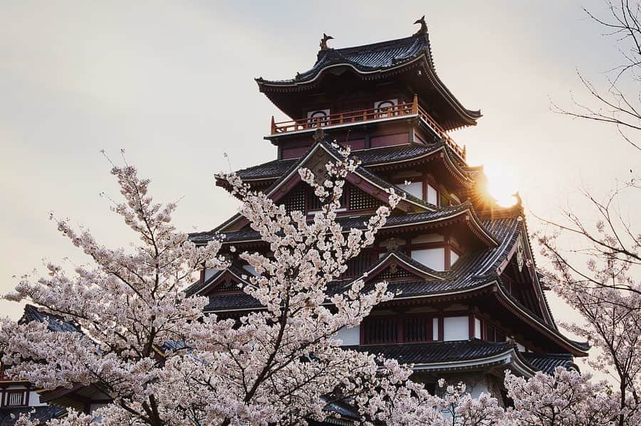 Najiiのインスタグラム：「Bloom - - - #instagramjapan #canonglobal #teamcanon #tokyocameraclub #東京カメラ部 #mycanon #canonasia #spring #photo_shorttrip #lovers_nippon #pics_jp #visitjapanjp #unknownjapan #bloom #sakura #桜 #サクラ#eos #my_eos_photo  #kyoto #京 #京都 #japan #castle #城 #桃山城 #伏見桃山城 #中書島 #京阪」