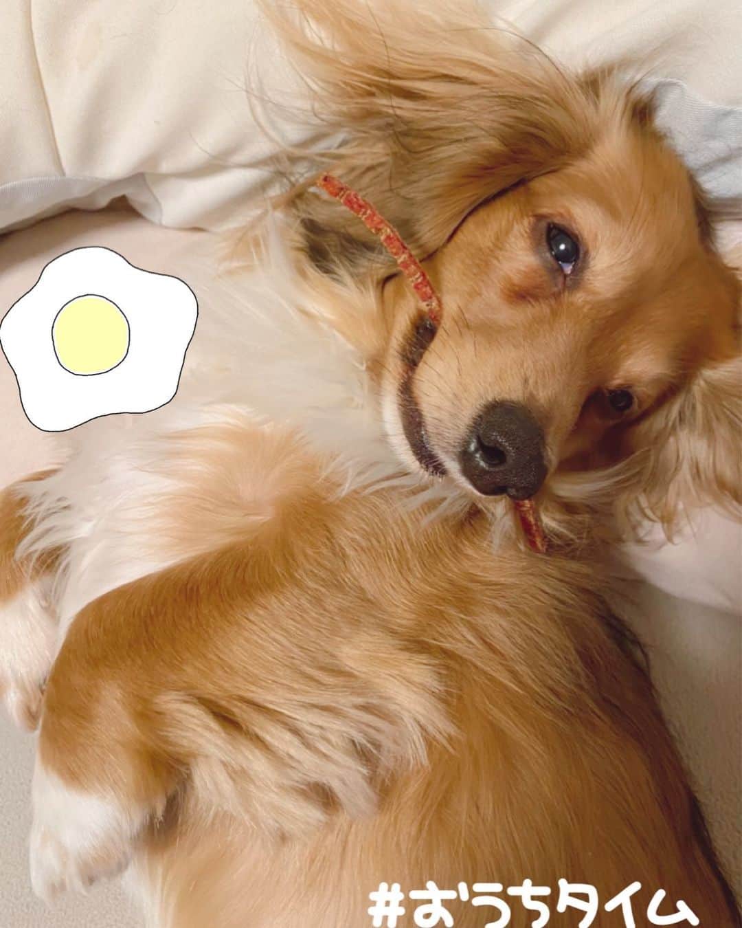 のインスタグラム：「♡ おやつ咥えて、にひるなアンクさん♪  #アンク #アンクん #愛犬 #チワックス #チワワとダックスのミックス #犬 #わんこ #ペット #いぬすたぐらむ #犬のいる暮らし #短足部 #dog #Dachshund #mix #Chihuahua #prince #dogsofinstgram #doglover #animal」