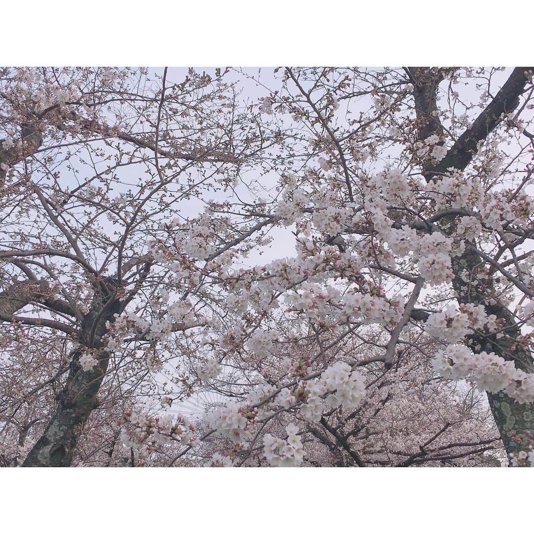 加藤咲希のインスタグラム：「桜、咲いてたよ。🌸 . . . . . . . . #加藤咲希 #かとぅ #かとっこ🐱🌸 #かとかめら︎︎︎︎︎☺︎ #🌸」