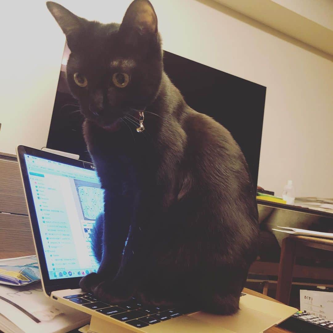 小泉今日子さんのインスタグラム写真 - (小泉今日子Instagram)「仕事をさせてくれない小福田さんの巻。  #黒猫  #ねこのいる生活  #保護猫」4月11日 22時23分 - asatte2015