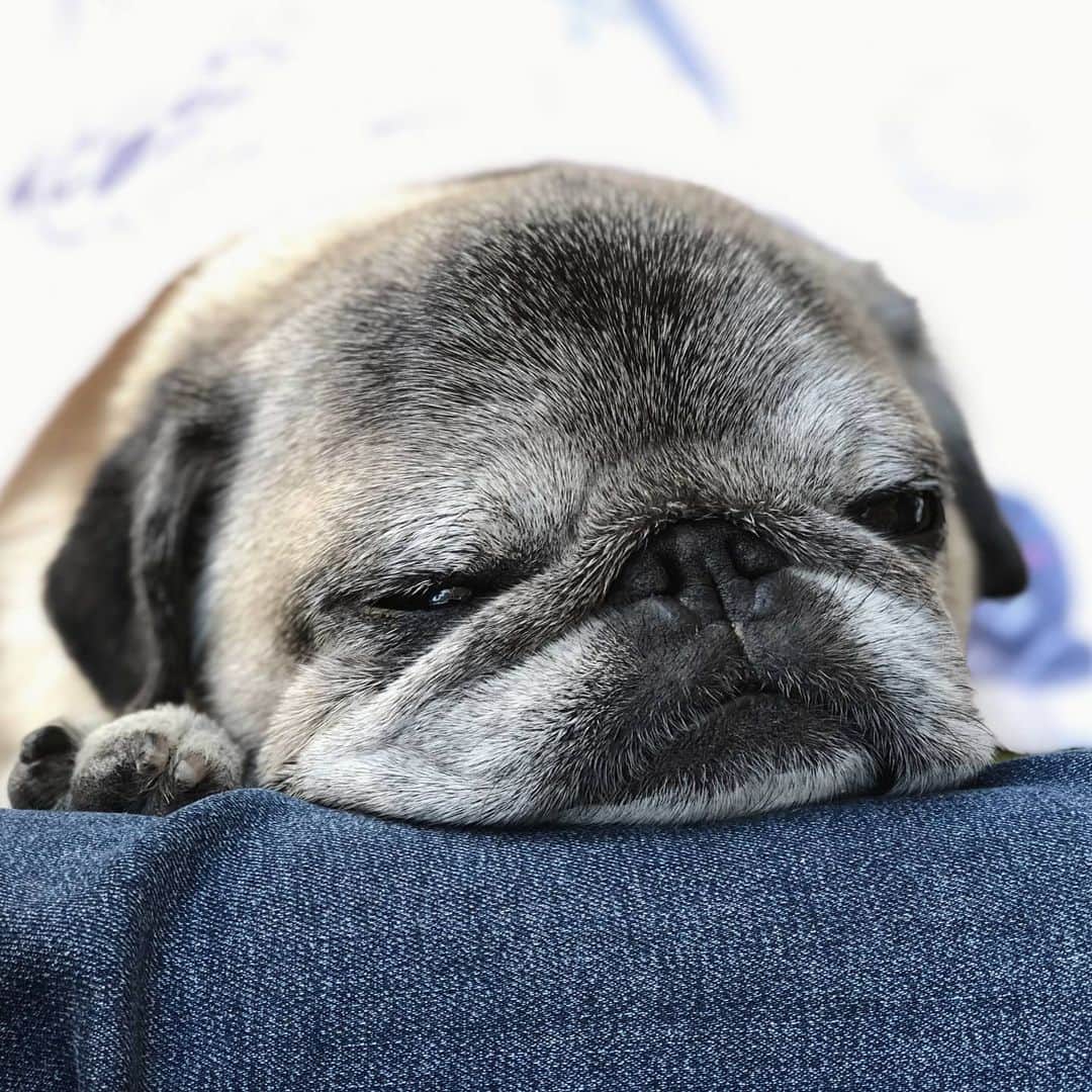 八兵衛のインスタグラム：「Hachibei🐶 * *  #ほぼ黒パグ #おじいちゃん犬 #pug #puggy #puglife #puglove #petstagram #pugstagram #pugsofinstagram #pugs #dog #ふわもこ部  @igersjp #IGersJP #east_dog_japan #pecoイヌ部 #八兵衛 #はちべえ #朝ワンコ夕ニャンコ」