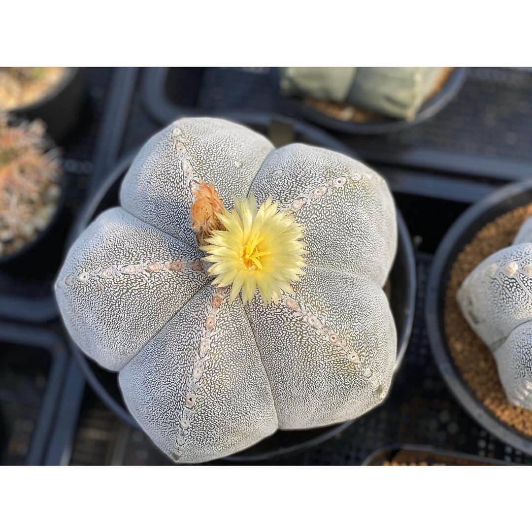 のインスタグラム：「✫ やっと開花見られた。  #山川ストロンギ」